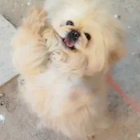 سگ پا کوتاه