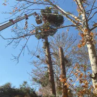 خریدار چوب هرس. برش درخت قطع درخت خرید چوب