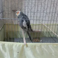 عروس پاریس
