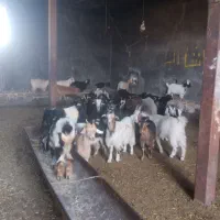 بز و بزغاله اصلاح نژاد کردی