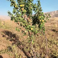 7هزارمتر-باغ-ب-فروش-میرسد