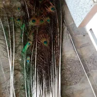 فروش پر طاووس