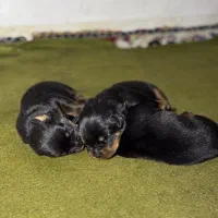 ۲عدد توله روت نر و ماده به شرط اصیل