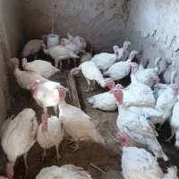 بوقلمون گوشتی بیوتی 6