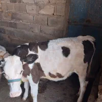 گاوشیری وگوساله