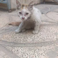 واگذاری گربه