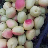 میوه درباغ خریدارم