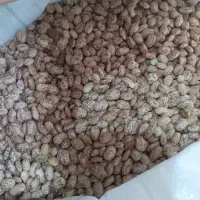 لوبیا