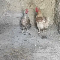 دوعددمرغ