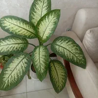 گل دیفن باخیا