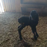 باسلام بره زیر میشی