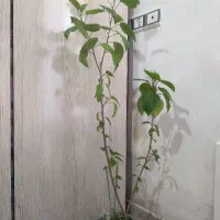 گل طبیعی|گل و گیاه طبیعی|بانه, |دیوار