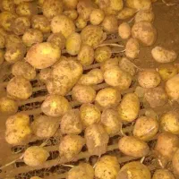 سیب زمینی 1400جیلی