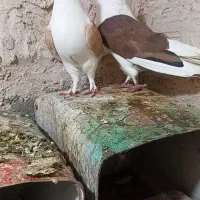 نرماده پشتی خال مشکی