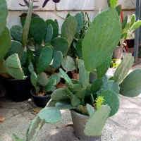 گل کاکتوس میوه ده و با دوام