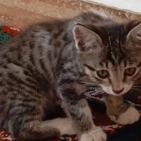 گربه|گربه|مرند, |دیوار