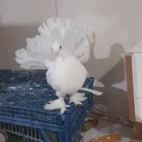 دو عدد کفتر دم چتری