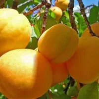 زردآلو شکر پاره