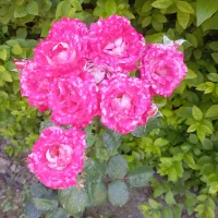باغبانی