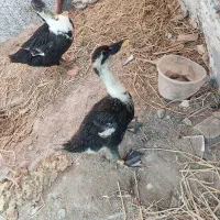سلام اردک
