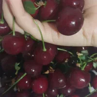 آلبالو فرنگی ارگانیک