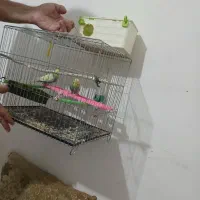 یه جفت مرغ عشق با قفس و لانه