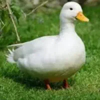فروشه سه عدد اوردک