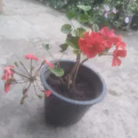 گل شمعدونی نارنجی