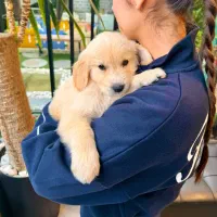 گلدنرتریور طلایی خوش اخلاق