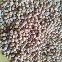 نخود تازه درجه یک امسال