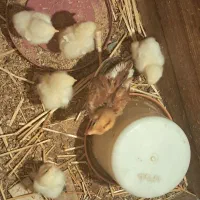 دستگاه جوجه کشی دارم درصدی کار میکنم
