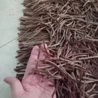 فرش هندی|فرش|تهران, شهید اسدی|دیوار