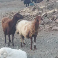 دو راس گوسفند درجه یک