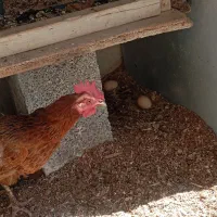 یک عدد مرغ گلپایگانی تخ گذار