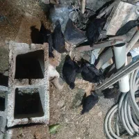 جوجه مرغ ۴ ماهه
