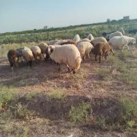 قوچ سنجابی