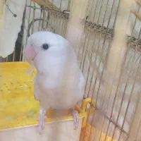 طوطی برزیلی بالغ نر
