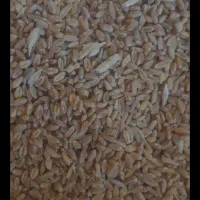 گندم فروشی