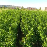 پرتقال|گل و گیاه طبیعی|عنبرآباد, |دیوار