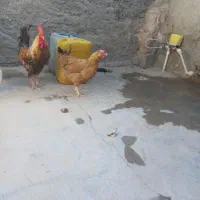 فروش مرغ محلی