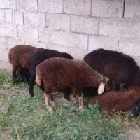 ۸عدد بره نر گوسفند ۱۴۵۰۰ ت