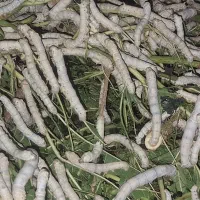 خرید برگ درخت توت