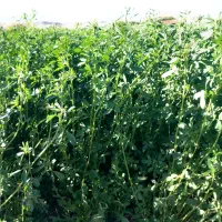 یونجه چین دوم  بدون علف کوبیده شده کیلو ۴۸ تومان