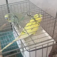 جفت مرغ عشق