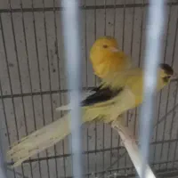 فروش قناری رسمی بلند
