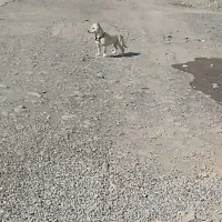 سگ پا کوتاه ماده