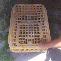 سبد مرغ زنده
