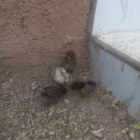 جوجه ۱۰ روزه گلین