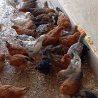 نیمچه مرغ و خروس رسمی