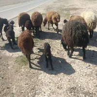 میش بره دار